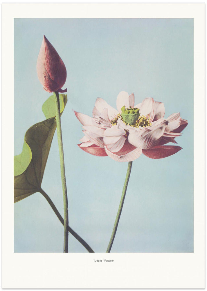 Lotus Flowers - Art Print by Ogawa Kazumasa