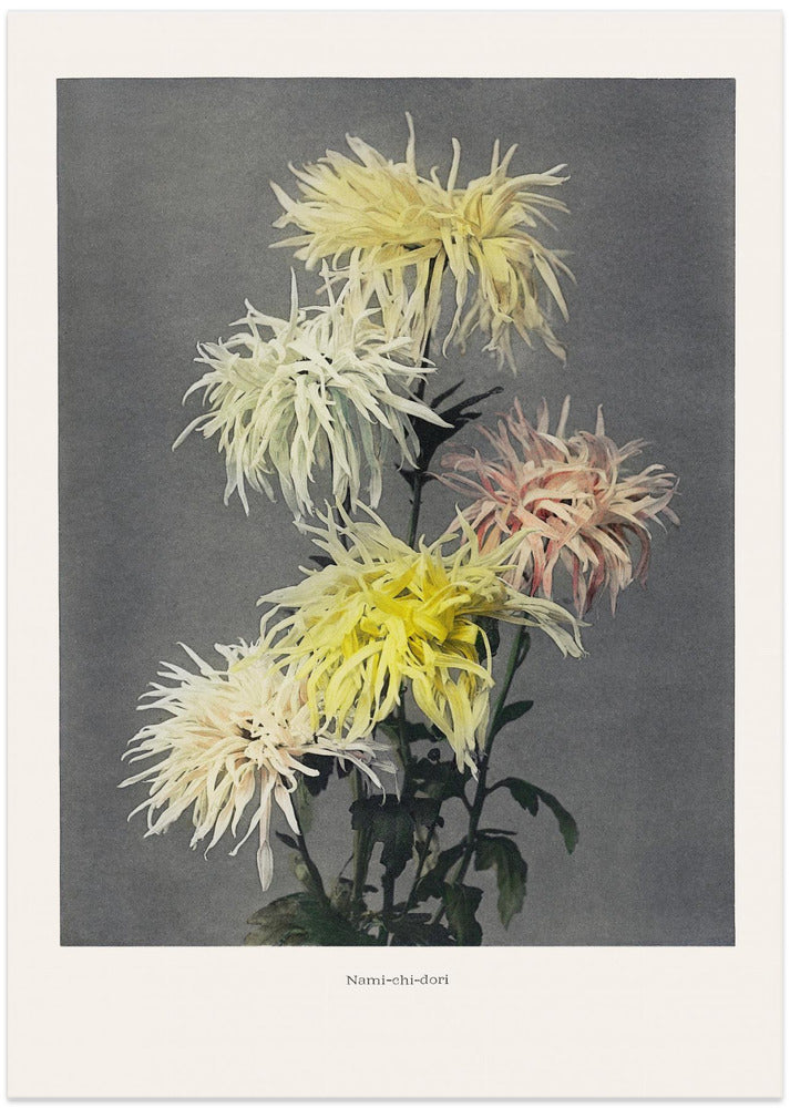 Nami–chi–dori - Art Print by Ogawa Kazumasa