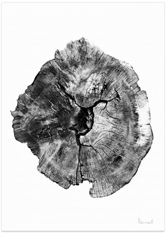 Oak Log - Art Print by Dan Hobday