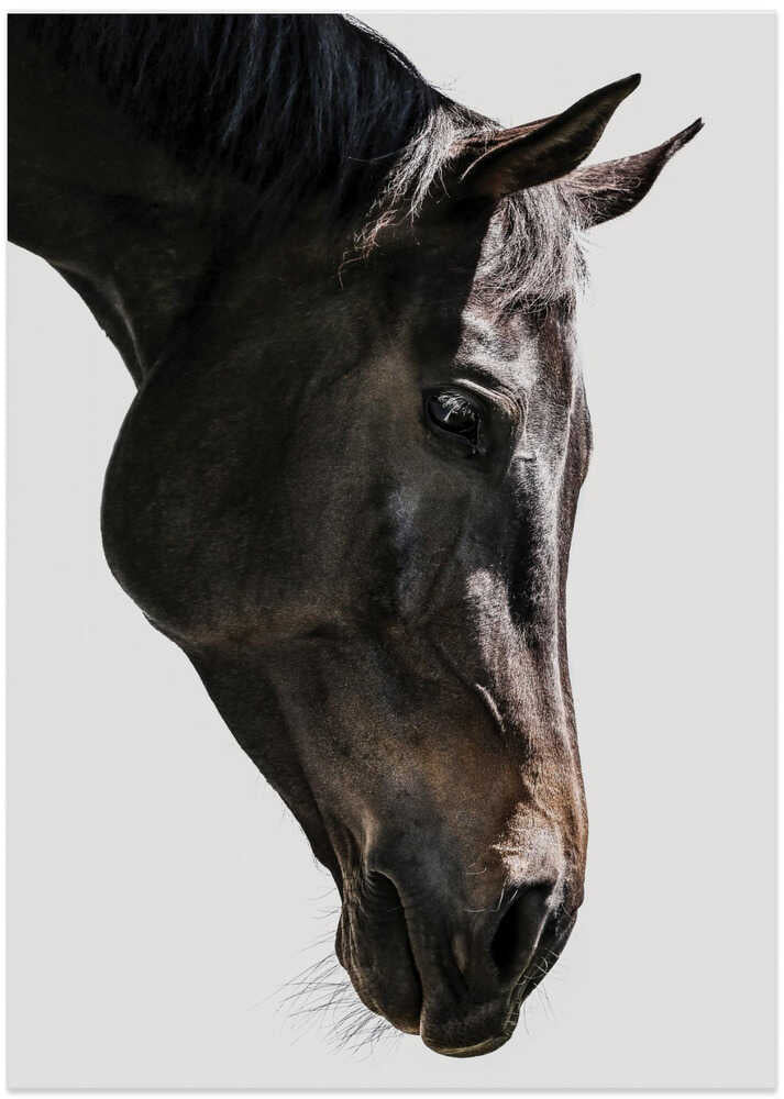Gentle Equine Gaze - Art Print by Shot by Clint