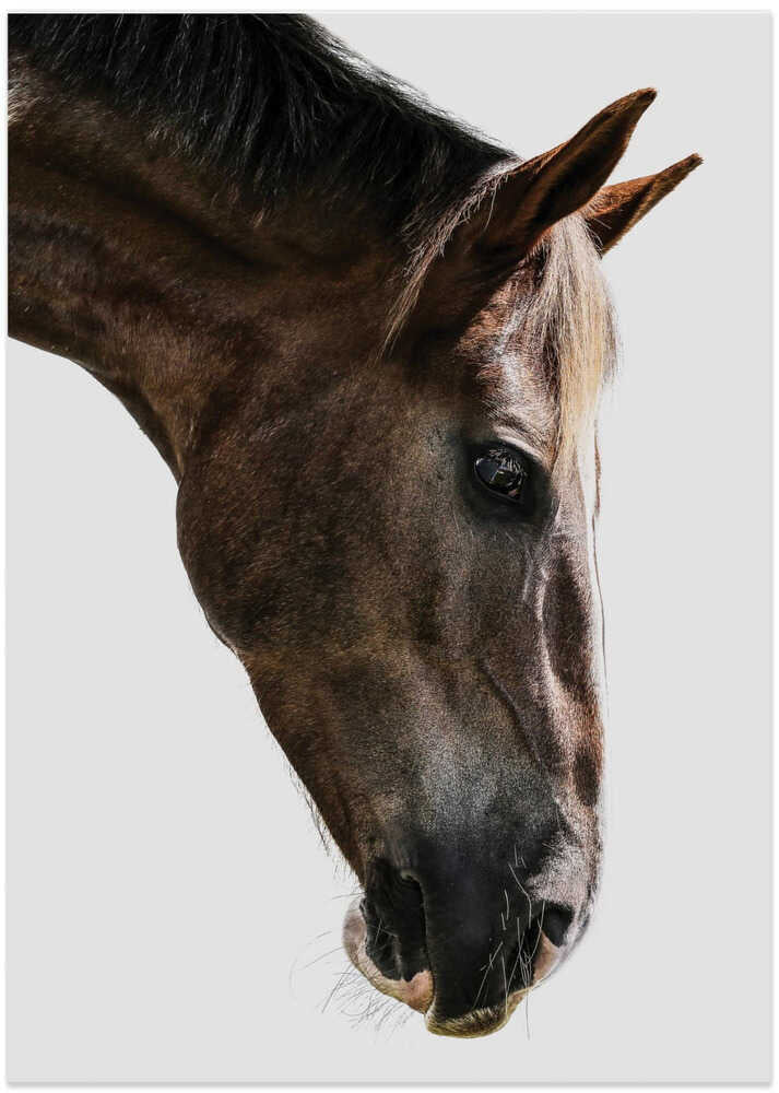 Majestic Equine Gaze - Art Print by Shot by Clint