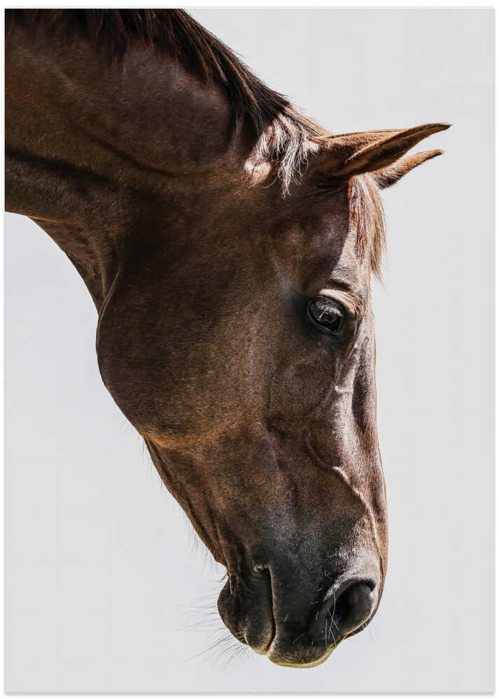 Portrait of a Horse Head - Art Print by Shot by Clint