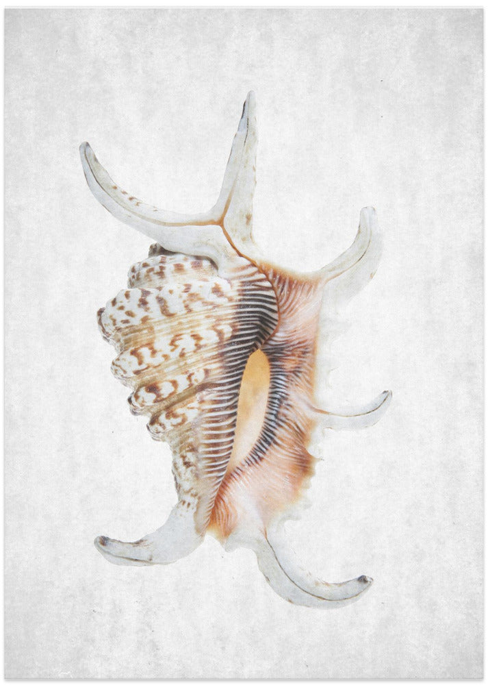Spiral Seashell - Art Print by Shot by Clint