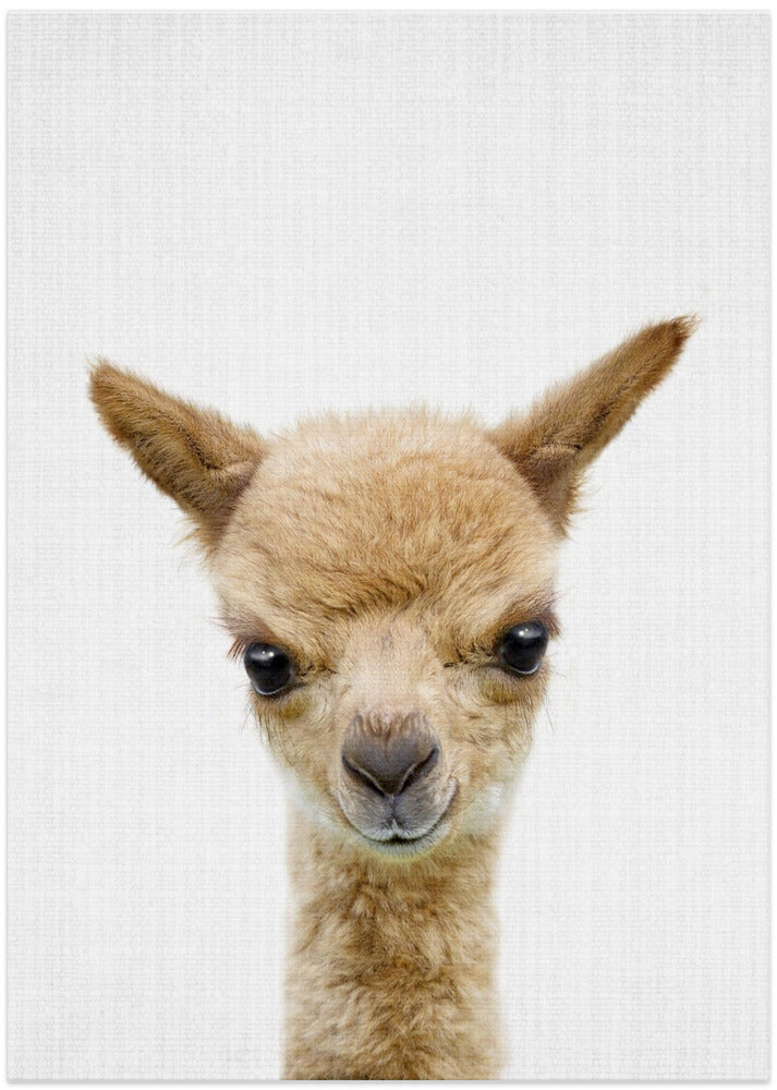 Peekaboo Baby Llama - Art Print by Lola Peacock