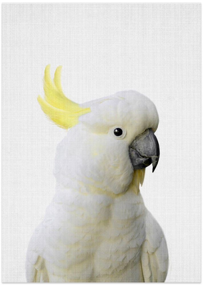 Peekaboo Cockatoo - Art Print by Lola Peacock