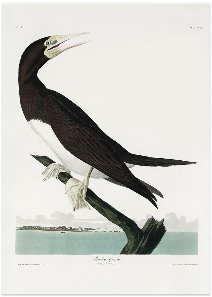 Booby Gannet From Birds of America (1827) - Art Print by John James Audubon