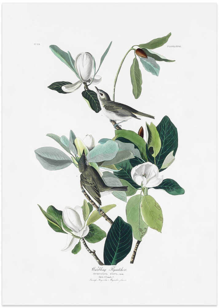 Warbling Flycatcher From Birds of America (1827) - Art Print by John James Audubon