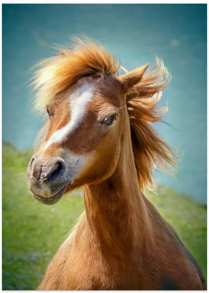 Happy horse - Art Print by Hans Repelnig