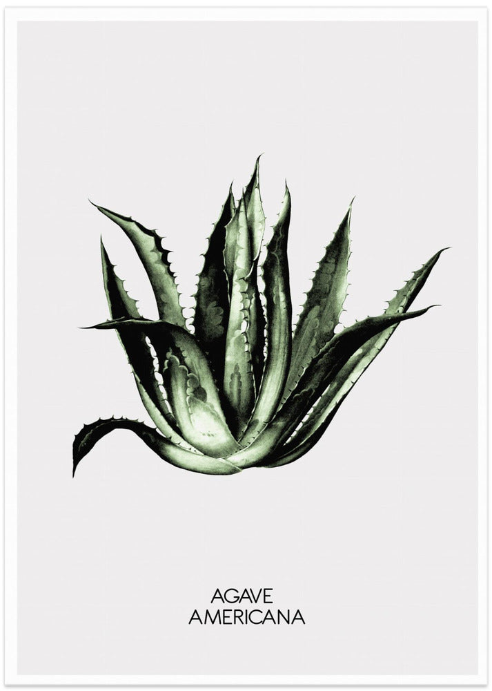 Green Agave Elegance - Art Print by THE MIUUS STUDIO