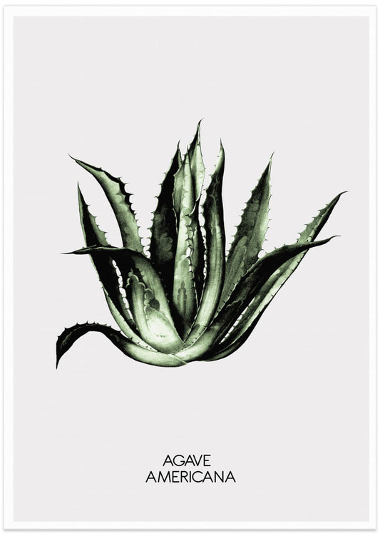 Green Agave Elegance - Art Print by THE MIUUS STUDIO