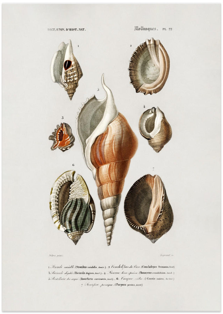 Different Types of Mollusks - Art Print by Charles Dessalines D Orbigny