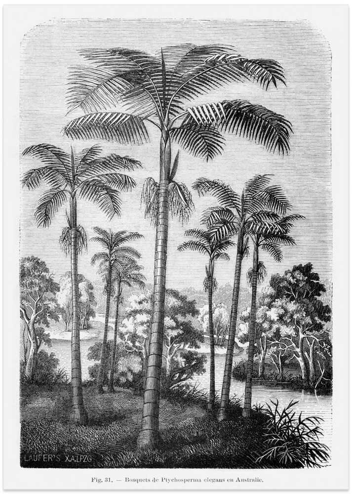 Vintage Palm Tree Drawing Ii - Art Print by Les Palmiers Histoire Iconographique