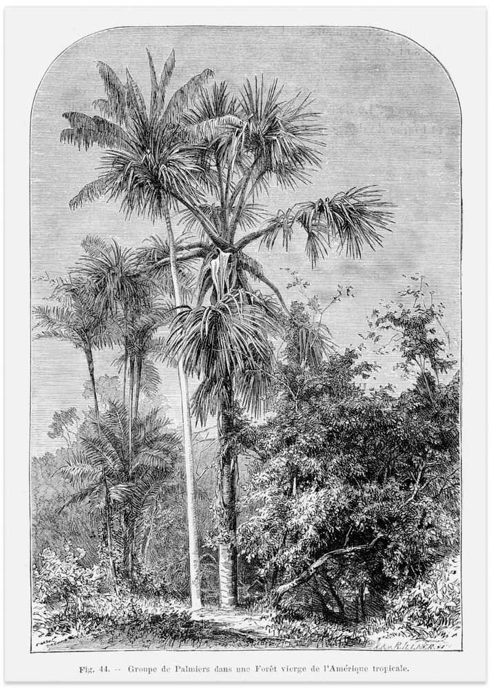 Vintage Palm Tree Drawing Iv - Art Print by Les Palmiers Histoire Iconographique