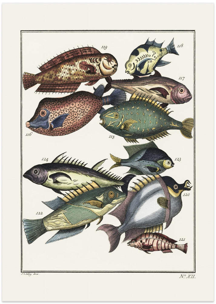 Exotic Fish (1767) By J V Schley - Art Print by Pictufy