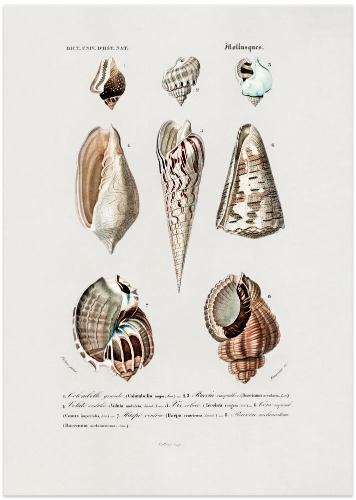 Sealife I - Art Print by Charles Dessalines D Orbigny