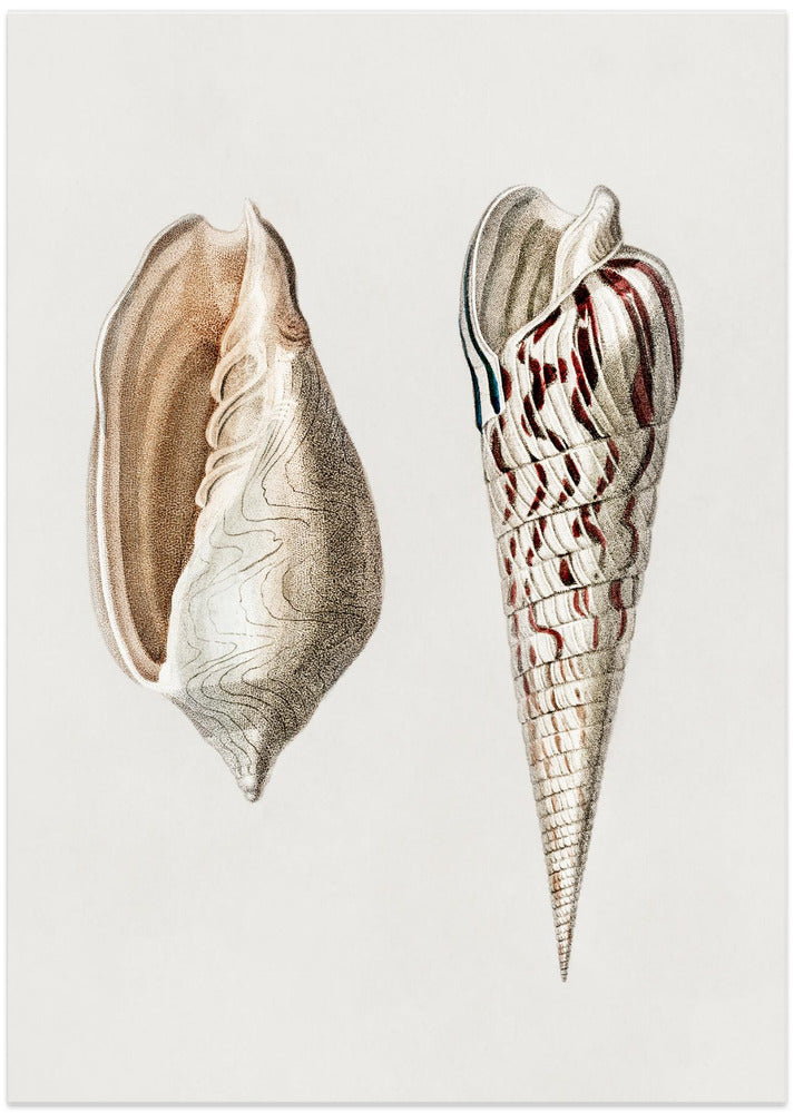 Two Mollusks Crop II - Art Print by Charles Dessalines D Orbigny