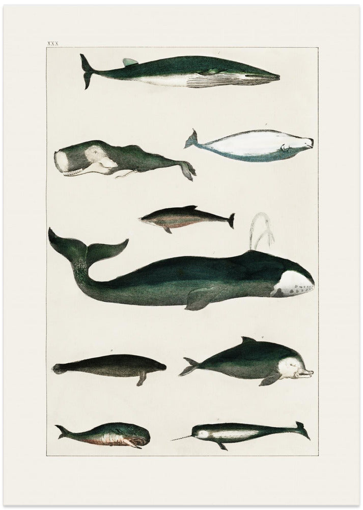 Vintage Whale Poster - Art Print by Oliver Goldsmith