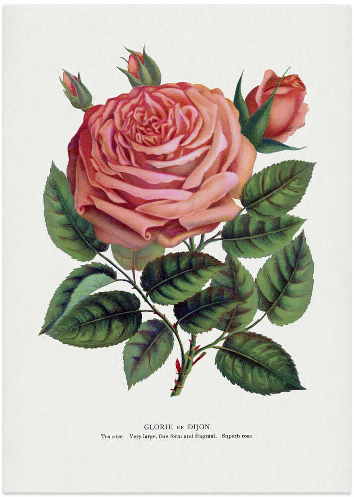 Pink Rose, Glorie De Dijon Lithograph - Art Print by Botanical Specimen Rochester Lithographing