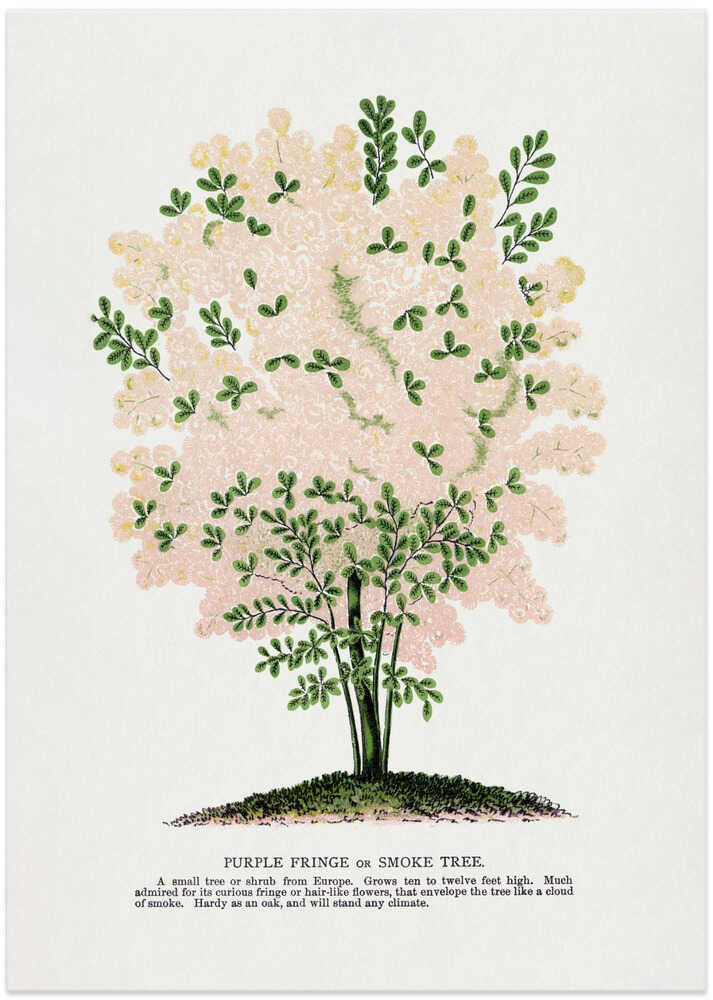 Purple Fringe Tree Lithograph - Art Print by Botanical Specimen Rochester Lithographing