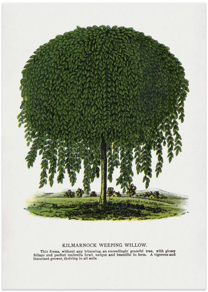 Kilmarnock Weeping Willow Tree Lithograph - Art Print by Botanical Specimen Rochester Lithographing