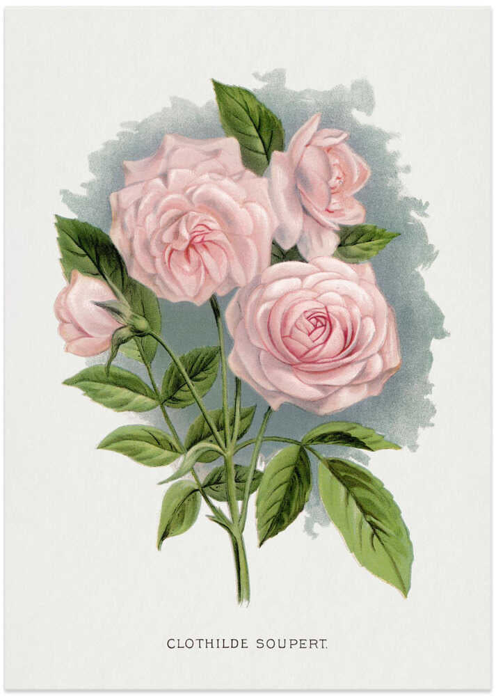 Pink Rose, Clothilde Soupert Lithograph - Art Print by Botanical Specimen Rochester Lithographing