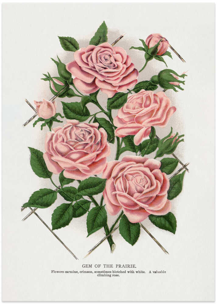 Pink Rose, Gem of the Prairie Lithograph - Art Print by Botanical Specimen Rochester Lithographing