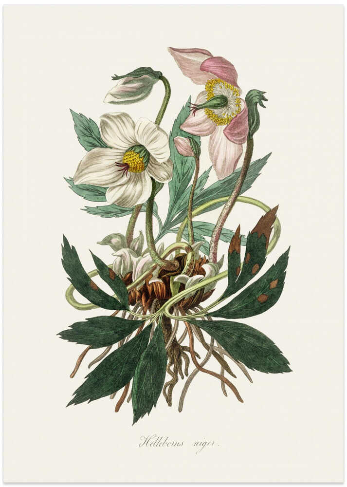 Christmas Rose (helleborus Niger)  Medical Botany - Art Print by John Stephenson and James Morss Churchill