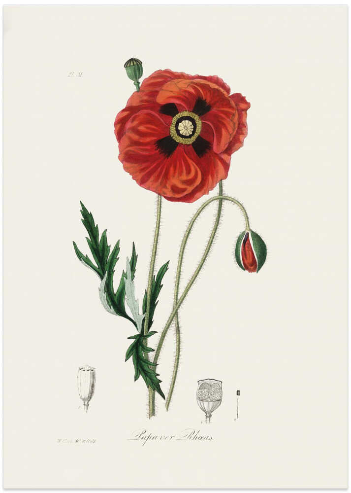 Common Poppy (papaver Rhoeas) Medical Botany - Art Print by John Stephenson and James Morss Churchill