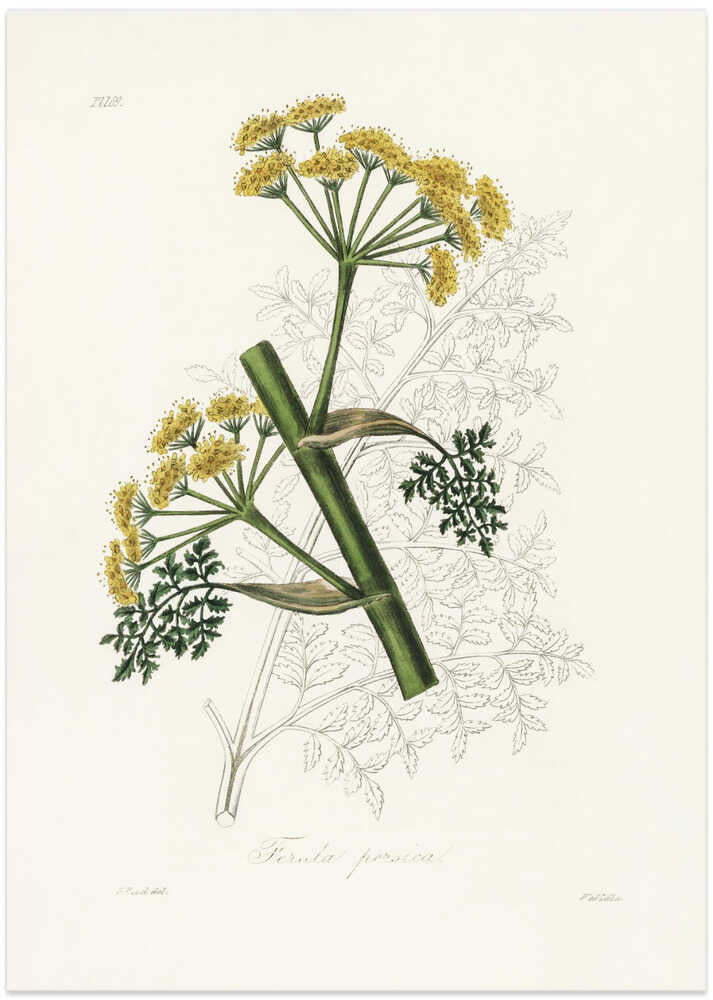 Ferula Persica Medical Botany - Art Print by John Stephenson and James Morss Churchill