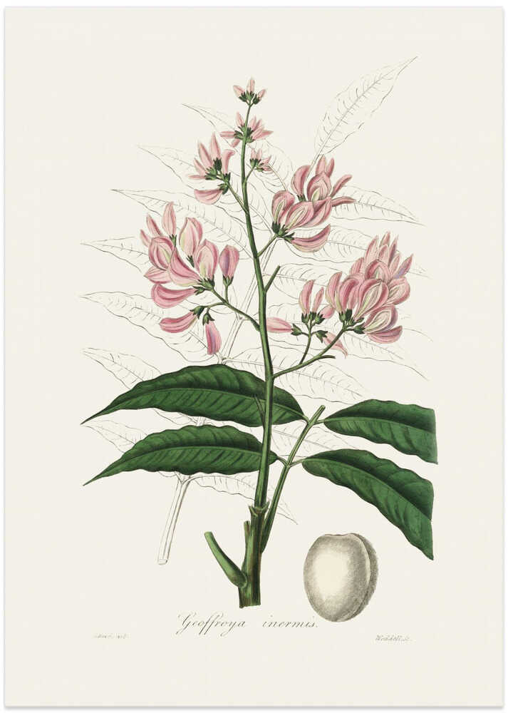 Geoffroya Inermis Medical Botany - Art Print by John Stephenson and James Morss Churchill