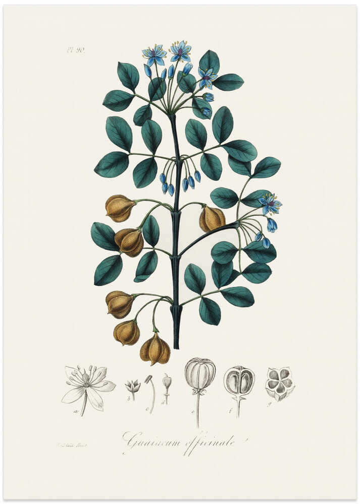 Guaiacwood (guaiacum Officinale) Medical Botany - Art Print by John Stephenson and James Morss Churchill