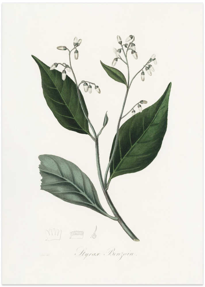 Gum Benjamin Tree (styrax Benzoin Medical Botany - Art Print by John Stephenson and James Morss Churchill