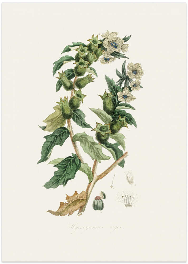 Henbane (hyoscyamus Niger) Medical Botany - Art Print by John Stephenson and James Morss Churchill