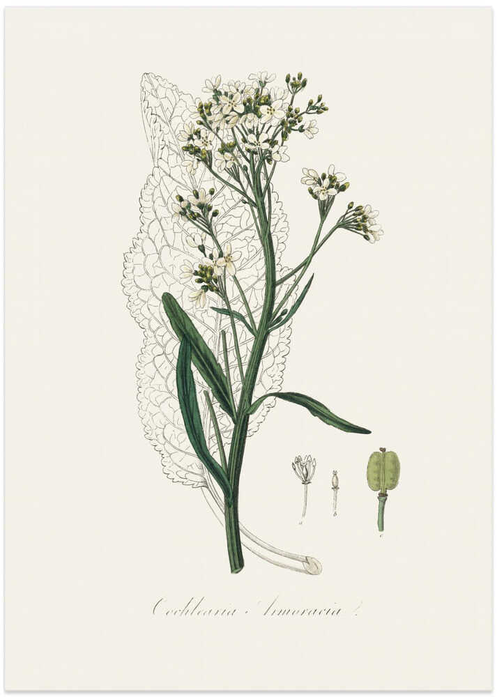 Horseradish (cochlearia Armoracia)  Medical Botany - Art Print by John Stephenson and James Morss Churchill