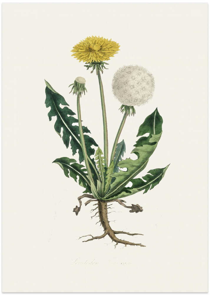 Leontodon Taraxacuma Medical Botany - Art Print by John Stephenson and James Morss Churchill