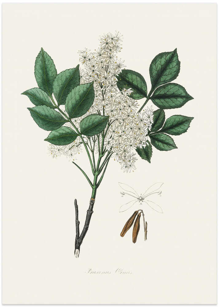 Manna Ash (fraxinus Ornus) Medical Botany - Art Print by John Stephenson and James Morss Churchill