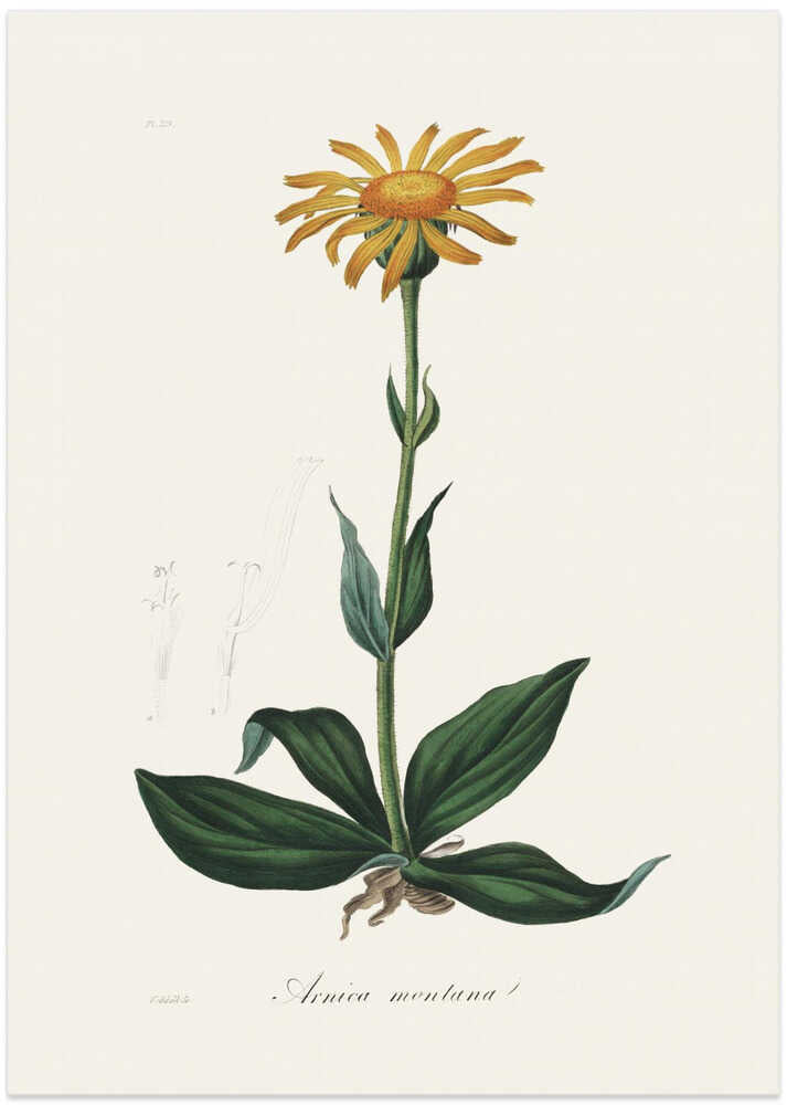 Mountain Arnica (arnica Montana) Medical Botany - Art Print by John Stephenson and James Morss Churchill