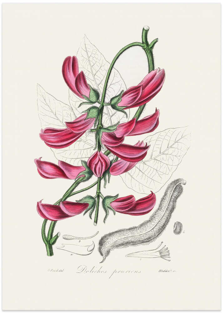 Mucuna Pruriens (dolichos Pruriens) Medical Botany - Art Print by John Stephenson and James Morss Churchill