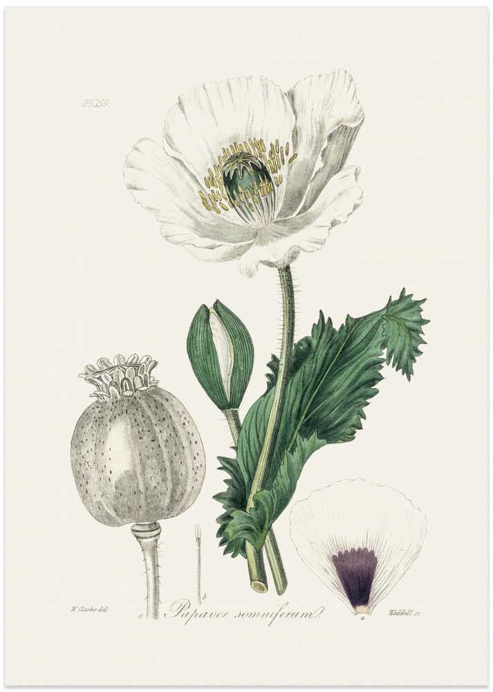 Opium Poppy (papaver Somniferum) Medical Botany - Art Print by John Stephenson and James Morss Churchill