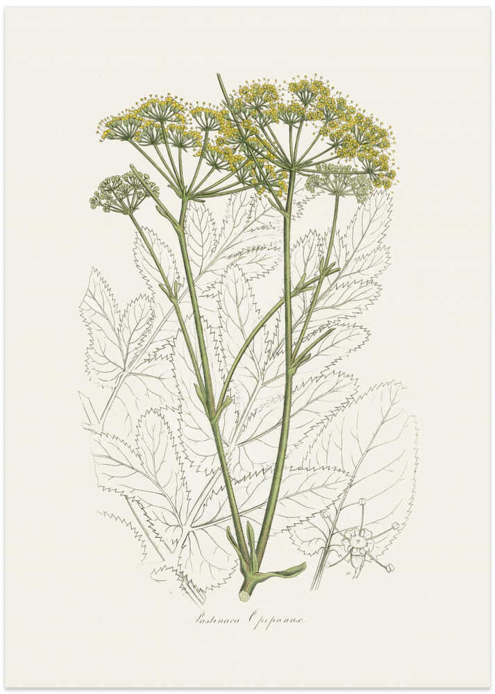 Opobalsam (pastinaca Opopanax)  Medical Botany - Art Print by John Stephenson and James Morss Churchill