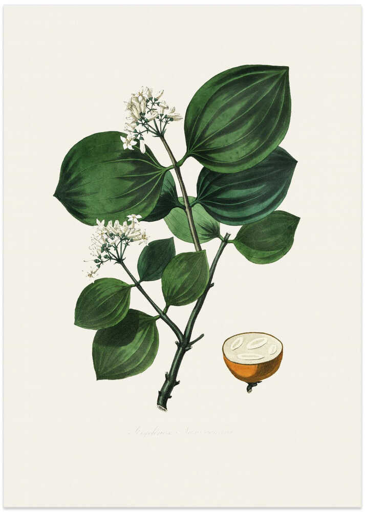 Poison Nu (strychnos Nux Vomica) Medical Botany - Art Print by John Stephenson and James Morss Churchill