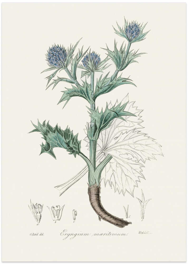 The Sea Holly (eryngium Mmaritimum) Medical Botany - Art Print by John Stephenson and James Morss Churchill
