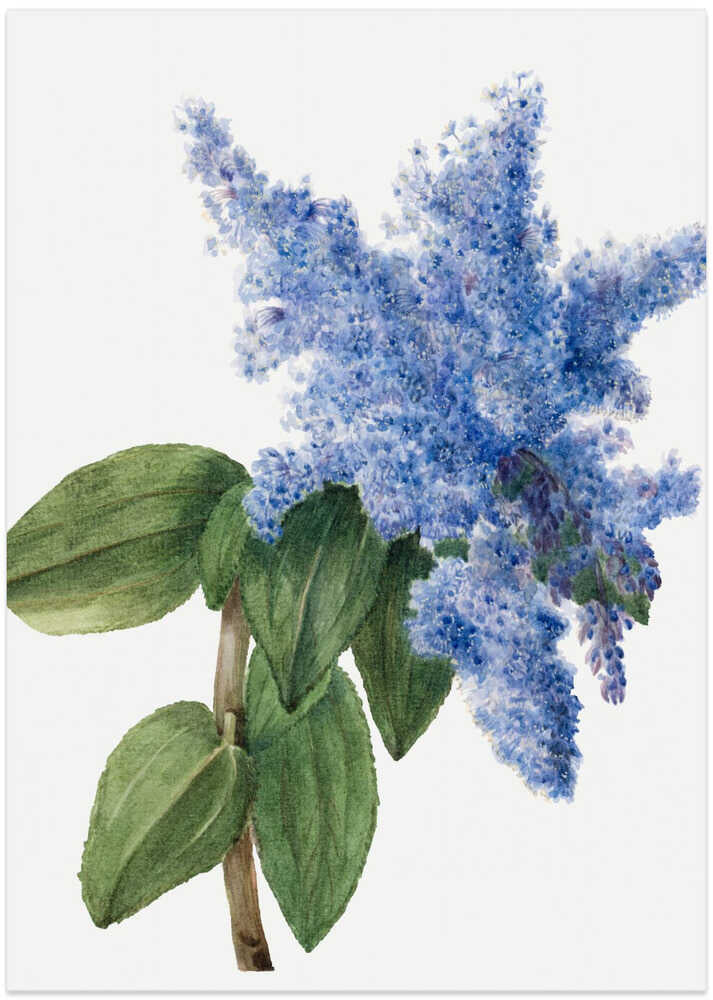 California Lilac (1935) - Art Print by Mary Vaux Walcott