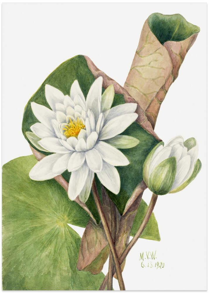 American Waterlily (1920) - Art Print by Mary Vaux Walcott