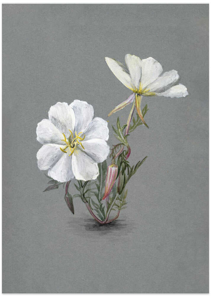 Giant Helleborine (1880) - Art Print by Mary Vaux Walcott