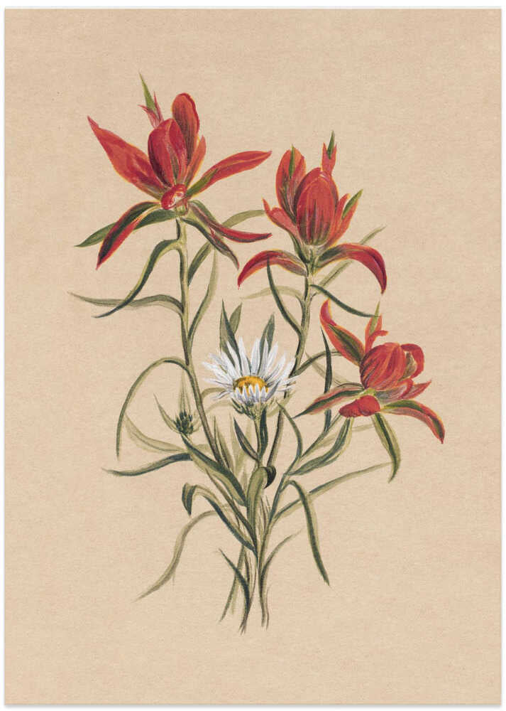 Indian Paintbrush (1883) - Art Print by Mary Vaux Walcott