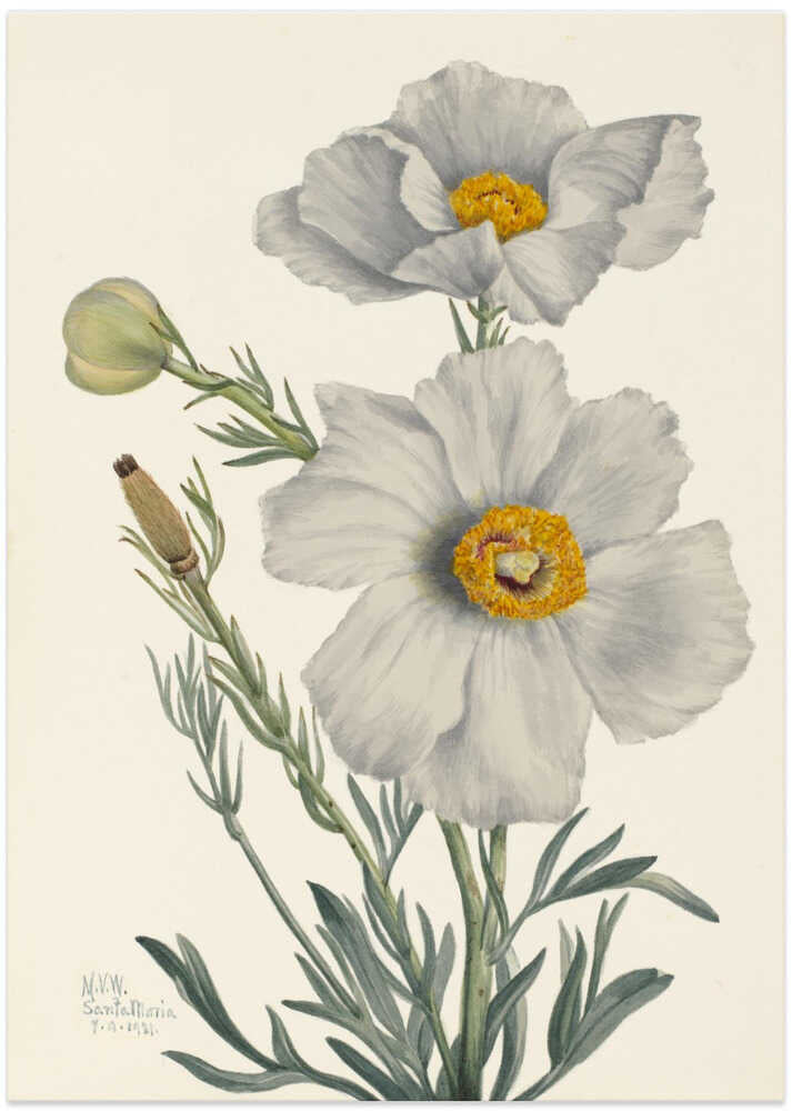 Matilija Poppy - Art Print by Mary Vaux Walcott