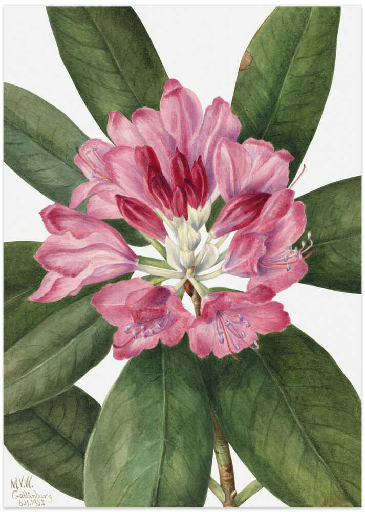 Mountain Rose Bay (1932) - Art Print by Mary Vaux Walcott