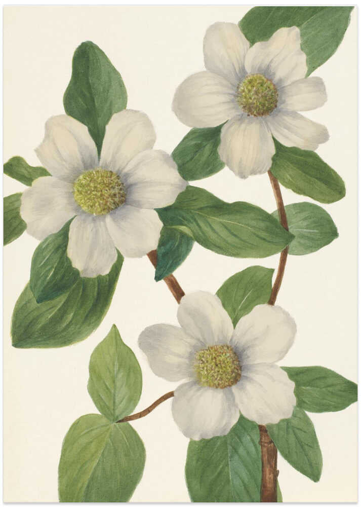Pacific Dogwood - Art Print by Mary Vaux Walcott