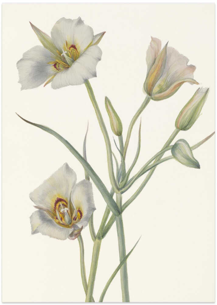 Sego Lily - Art Print by Mary Vaux Walcott